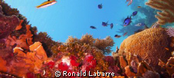 Underwater seascape on the West Bay reef wall, Roatan, Ho... by Ronald Labarre 